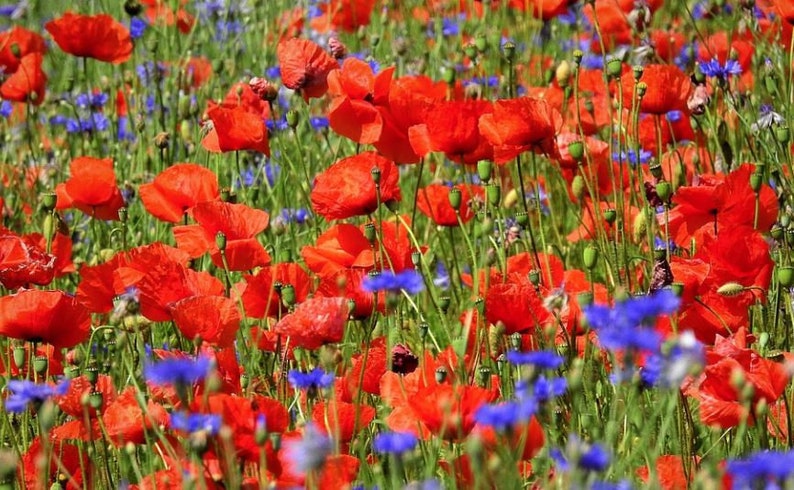 Samenmischung Klatschmohn Kornblume Zauberhafte Mohnwiese Bienenweide Bienenwiese Bild 2