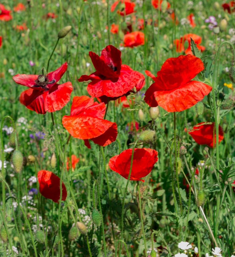 Samenmischung Klatschmohn Kornblume Zauberhafte Mohnwiese Bienenweide Bienenwiese Bild 4