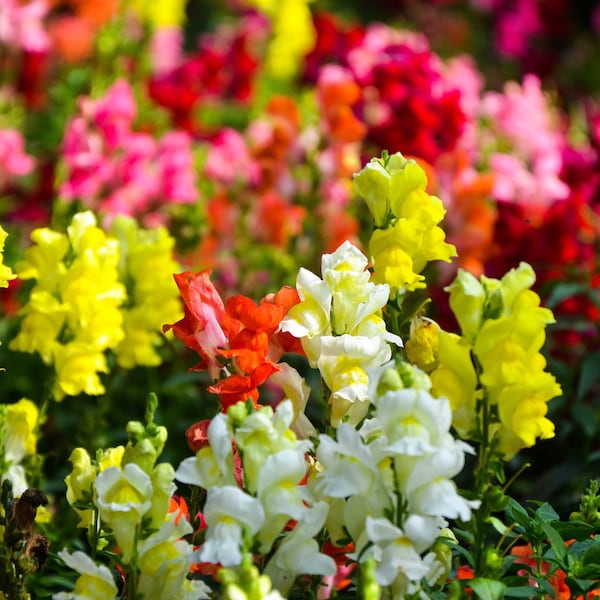 200 Samen Bunte Zwerg-Löwenmäulchen * Antirrhinum majus pumilum * nur 20 cm Wuchshöhe, ideal für Balkon und Topf