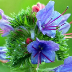 Blauer Natternkopf Echium vulgare ca. 200 Samen winterhart Wildblumen Bienen Bild 2