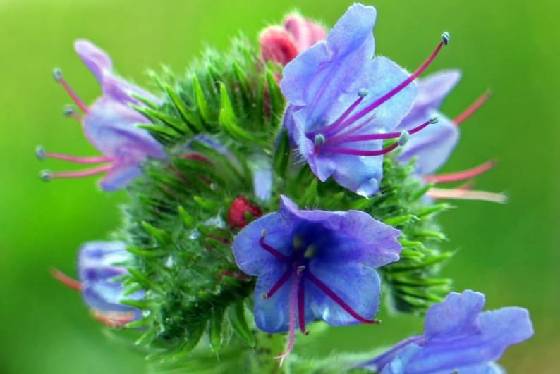 Blauer Natternkopf Echium vulgare ca. 200 Samen winterhart Wildblumen Bienen Bild 2