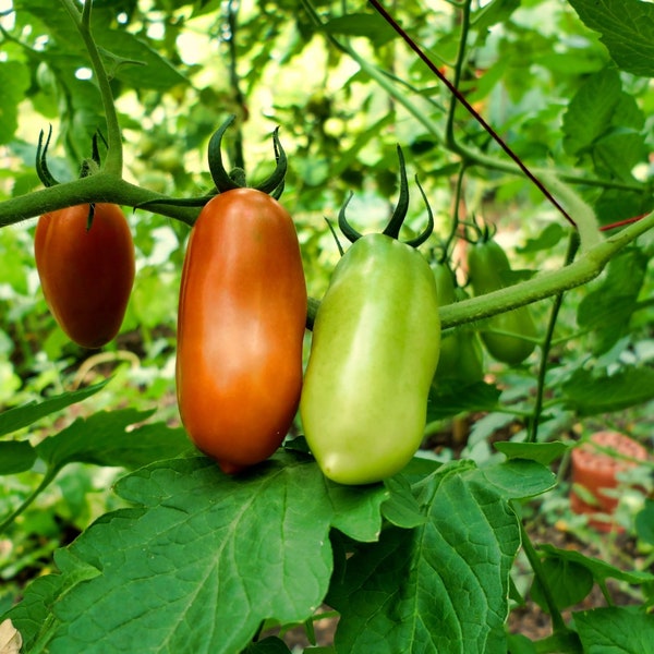 15 Samen Tomate "San Marzano" Die klassische italienische Tomate selber anbauen