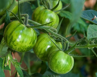 15 Samen Tomate "Green Zebra" Grüne Tomatensorte selber anbauen auf Balkon, Terrasse oder im Garten
