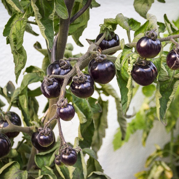 15 Samen Tomate "Black Cherry" Schwarze Mini-Tomate aus Samen anbauen für Balkon, Garten, Terrasse