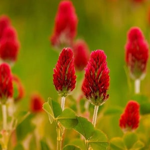 6000+ Samen Inkarnatklee Großpackung Blutklee Rosen Klee Trifolium incarnatum