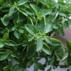 1500 Samen Oregano * Origanum vulgare * Dost Griechischer Oregano Samen Gewürz