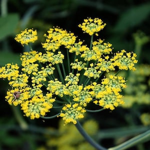 200 Samen Echter Fenchel Foeniculum vulgare Gewürzfenchel, Bienenweide, Tee