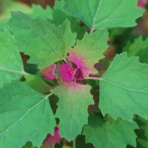 200 Samen Lila Baumspinat Chenopodium giganteum Spinatbaum Rarität Bild 2