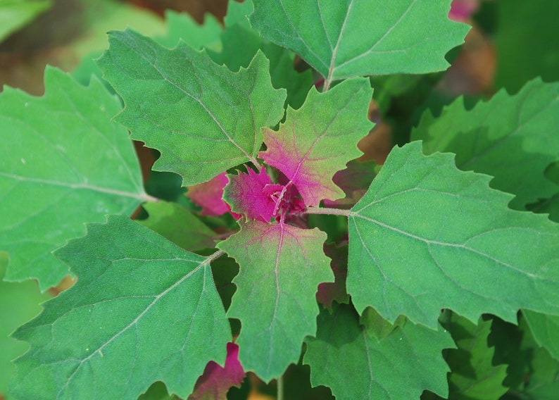 200 Samen Lila Baumspinat Chenopodium giganteum Spinatbaum Rarität Bild 2