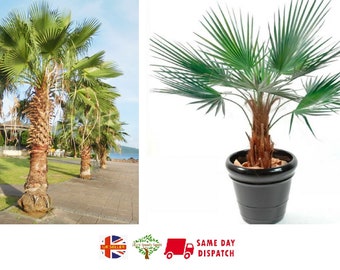 Washingtonia Robusta | Mexican Fan Palm Tree | 15 seeds | Ideal first palm | Same Day Dispatch