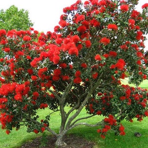 New Zealand Christmas Tree Metrosideros Excelsa 100 seeds Same Day Dispatch image 4