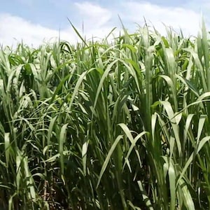 May include: A view of a field filled with green sugarcane plants, with a blue sky and scattered clouds above. The leaves are long and thin, with a gentle curve. The image shows the dense growth of the crop.