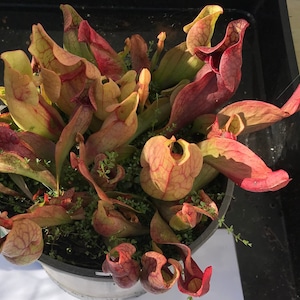 May include: A close-up of a potted carnivorous pitcher plant, displaying striking red and green colours. The plant has distinctive pitcher-shaped leaves with detailed veining. The pot contains small green plants and a label.