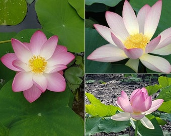 Sacred Lotus (Nelumbo Nucifera) | 10 seeds | Ponds |Same Day Dispatch