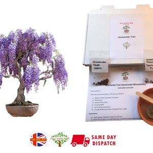 Grow Your Own Bonsai Starter Kit | Jacaranda | Indoor | Gift | Fun & Educational | Same Day Dispatch