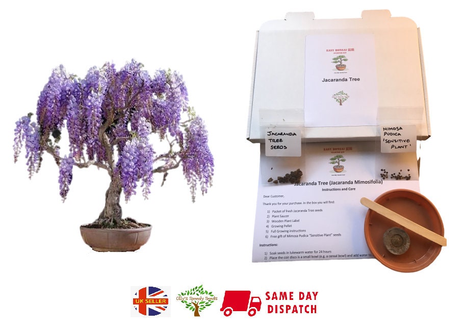 samen bonsai Bonsai Anzuchtset kaufen  Handmade & Plastikfrei