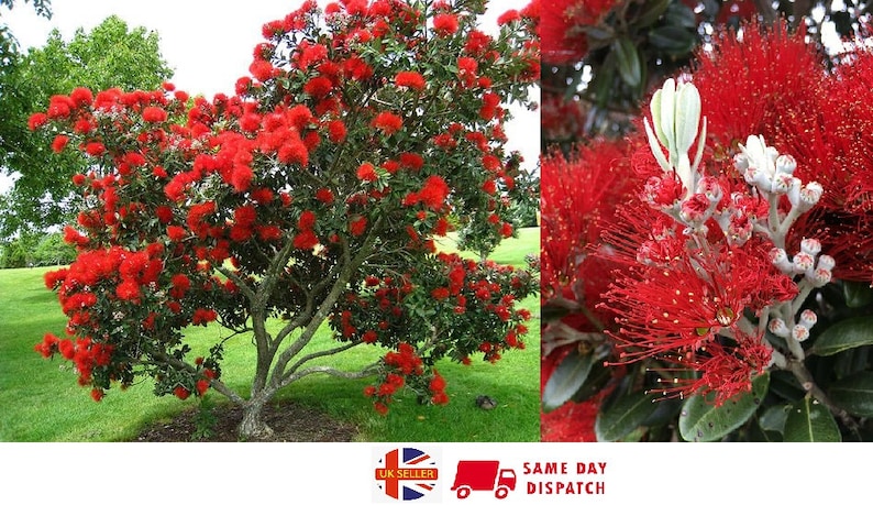 New Zealand Christmas Tree Metrosideros Excelsa 100 seeds Same Day Dispatch image 1