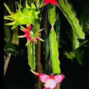 Dragon Fruit fresh seeds (20+) | Hylocereus Undatus | Pitaya | Pitahaya | Same Day Dispatch