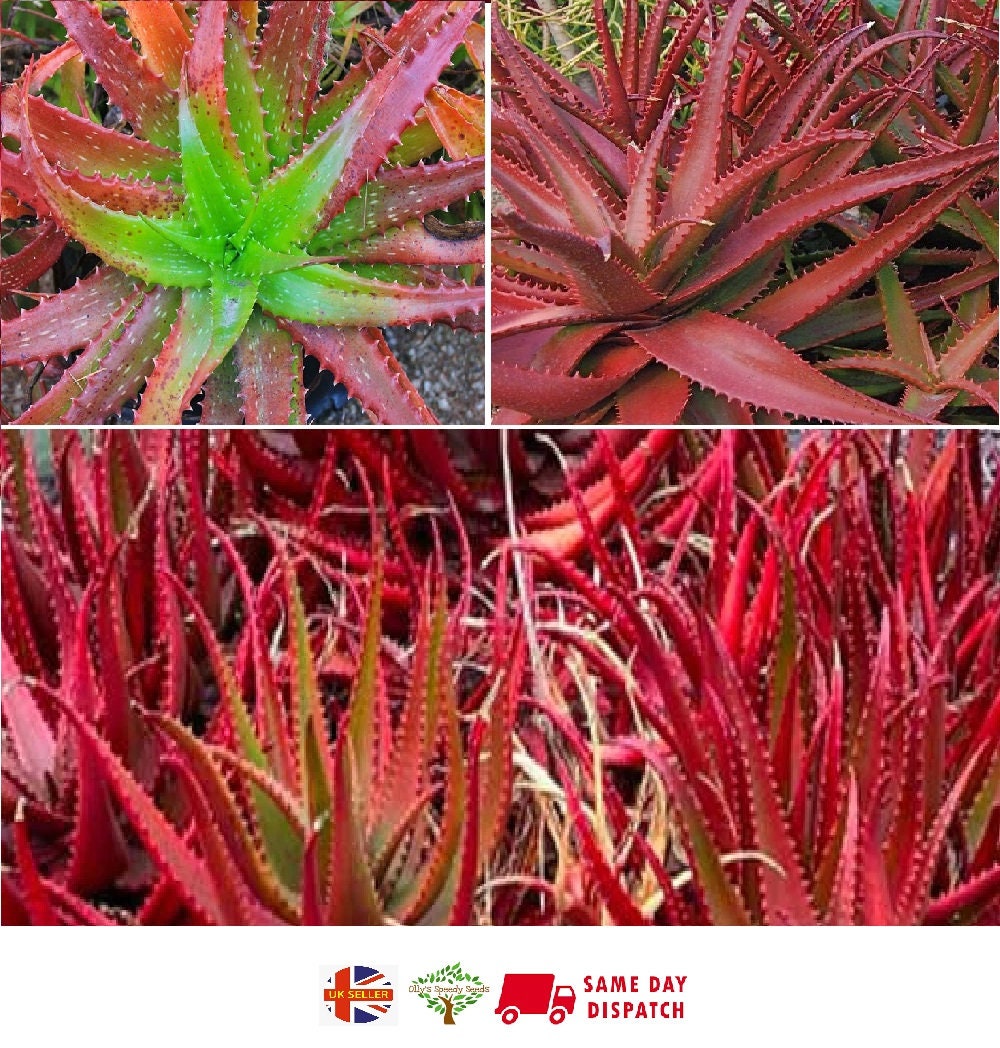 50 Stück Rote Aloe Vera Samen Einfaches Pflanzen Hochkeimende Immergrüne Lebensfähige Sukkulente Pflanzensämlinge für Dach 