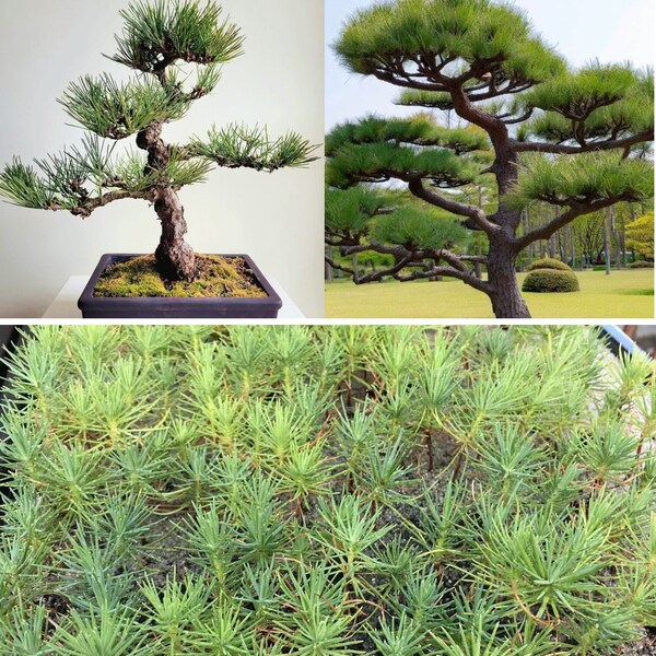Japanese Black Pine | 30+ seeds | Pinus Thunbergii | Bonsai | Same Day Dispatch