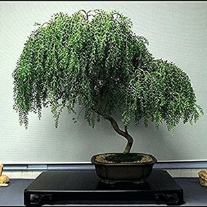 Weeping Tea Tree Leptospermum Madidum 20 fresh seeds Bonsai UK Hardy Same Day Dispatch image 2