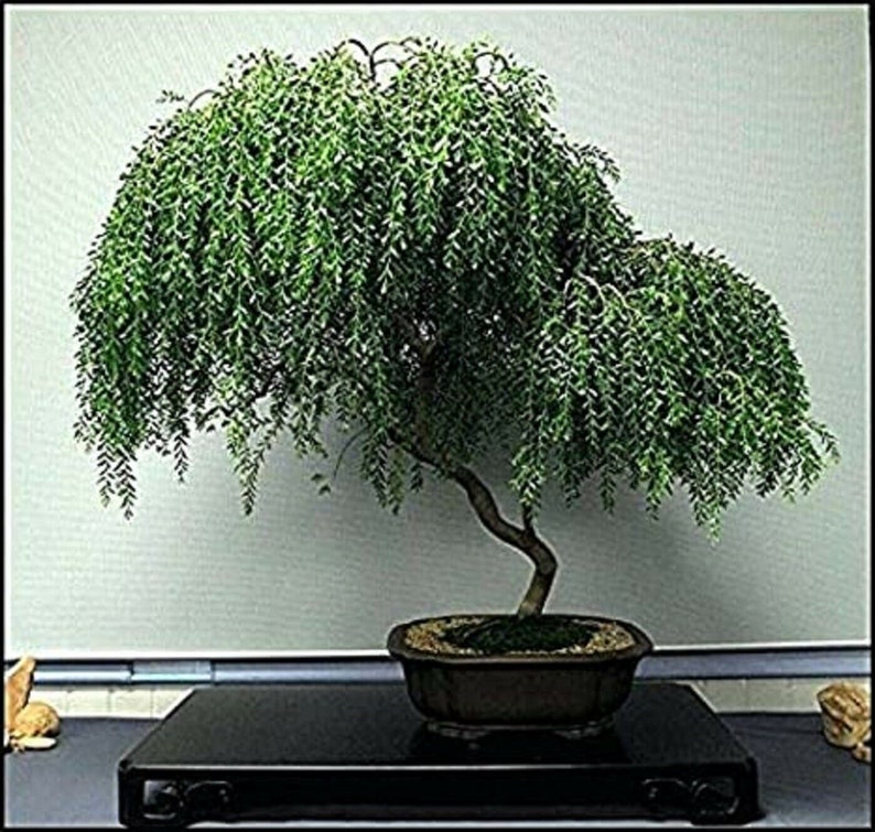 Weeping Tea Tree Leptospermum Madidum 20 fresh seeds Bonsai UK Hardy Same Day Dispatch image 2