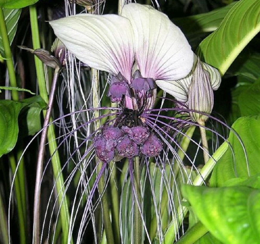 Tacca Integrifolia 10 Seeds House Plant White Bat Garden Flower Tacca Integrifolia 10 Seeds House Plant White Bat Garden Flower