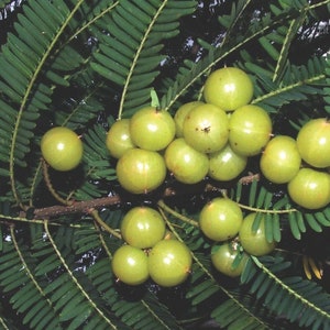 May include: Close-up of a branch of a tree with green leaves and small, round, light green fruits.