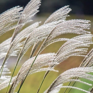 May include: A close-up of a field of tall, feathery, white grasses blowing in the wind. The grasses are backlit by the sun, creating a soft, ethereal glow.