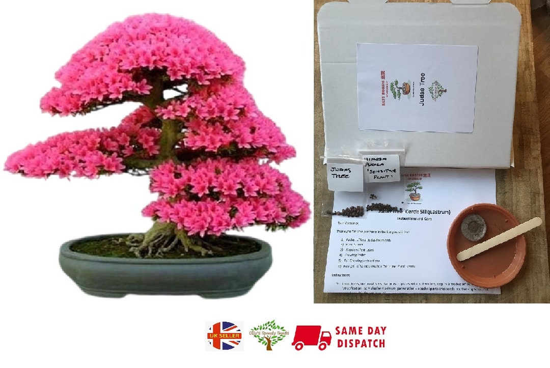 Grow Your Own Bonsai Starter Kit Judas Tree Indoor Gift Fun