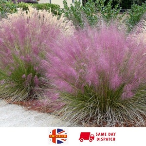 Muhly Grass Pink Cloud Muhlenbergia Capillaris 20 fresh seeds UK Hardy Same Day Dispatch image 1