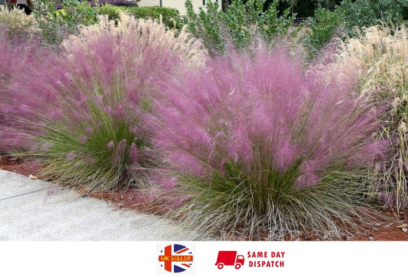 Muhly Grass Pink Cloud Muhlenbergia Capillaris 20 fresh seeds UK Hardy Same Day Dispatch image 1