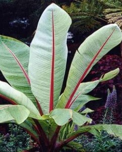 monstera deliciosa mint variegata Monstera Deliciosa Mint Variegated (Large Form) *Grower's Choice* main image 1