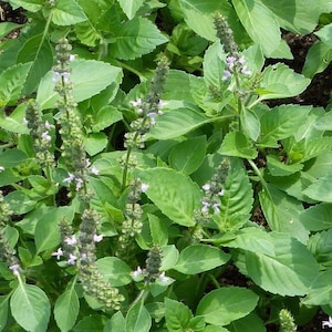 Holy Basil seeds (Ocimum Sanctum) | 100+ fresh seeds | Tulsi | Aromatic Perennial | Same Day Dispatch