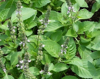 Holy Basil seeds (Ocimum Sanctum) | 100+ fresh seeds | Tulsi | Aromatic Perennial | Same Day Dispatch