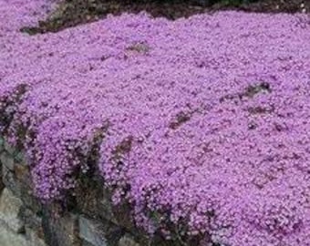 Purple Creeping Thyme | 900+ Seeds | Herb | Indoor & Outdoor | Same Day Dispatch