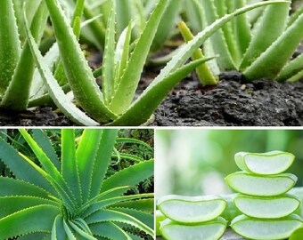 Aloe Vera | 15+ seeds | Medicinal | Houseplant | Same Day Dispatch