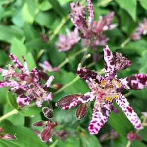 May include: A close-up of a cluster of pink and purple flowers with white spots. The flowers have a delicate, intricate pattern and are surrounded by green leaves.