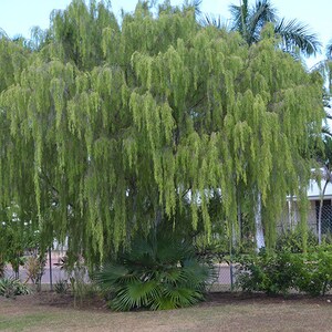 Weeping Tea Tree Leptospermum Madidum 20 fresh seeds Bonsai UK Hardy Same Day Dispatch image 3