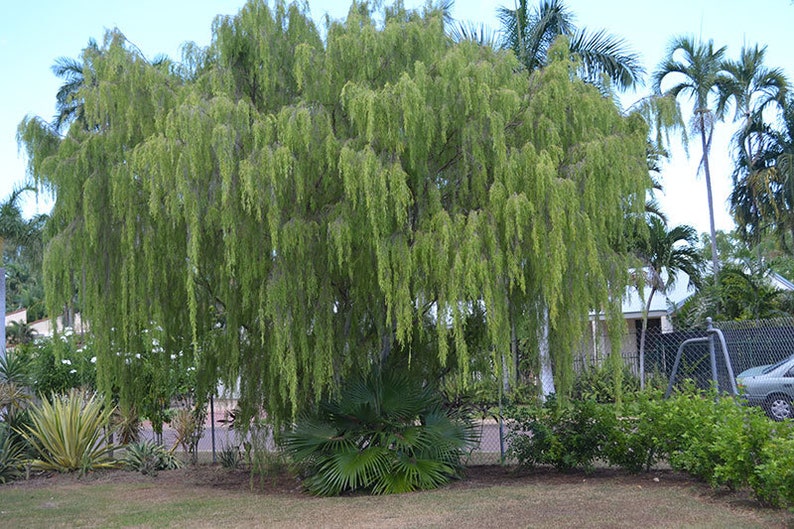 Weeping Tea Tree Leptospermum Madidum 20 fresh seeds Bonsai UK Hardy Same Day Dispatch image 3