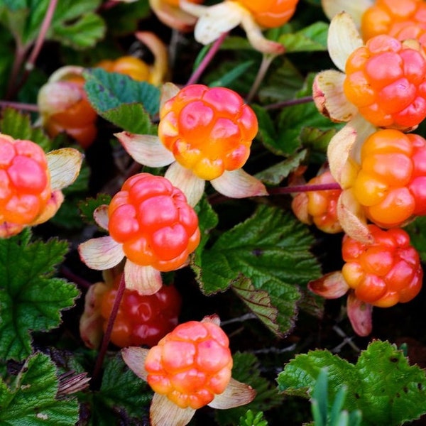 Cloudberry (Rubus Chamaemorus) 5+ seeds | Rare | Superfruit | Same Day Dispatch