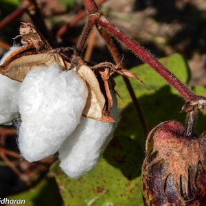 Mexican White Cotton Seeds (Gossypium Hirsutum) | 30+ seeds | Same Day Dispatch