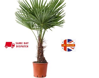 Dozen seeds Limited supply Trachycarpus wagnerianus Seeds Waggy palm Fresh!