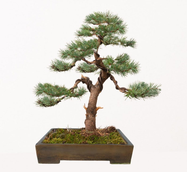 Douglas Fir Tree in 9cm Pot pseudotsuga Menziesii Bonsai Etsy UK