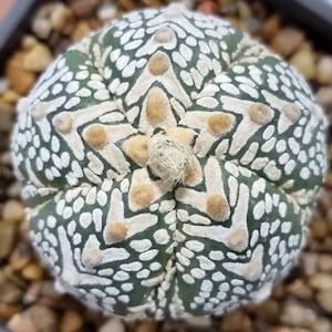 May include: A close-up of a green and white cactus with a star-shaped pattern. The cactus has a fuzzy top and is surrounded by small brown stones.