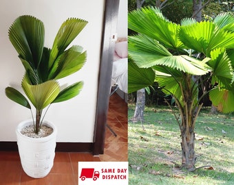 Ruffled Fan Palm (Licuala Grandis) 5 Seeds Indoor House Plant Same Day Dispatch