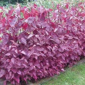 May include: A dense hedge of burgundy-coloured plants with heart-shaped leaves. The plants are closely packed, creating a textured display. Small water droplets glisten on the leaves, suggesting recent rain. Green grass borders the plant bed.