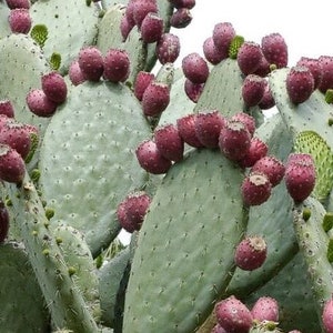 May include: A close-up of a prickly pear cactus with many red, ripe fruits growing on it. The cactus has large, flat pads and is covered in spines.