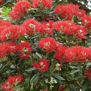 New Zealand Christmas Tree Metrosideros Excelsa 100 seeds Same Day Dispatch image 3