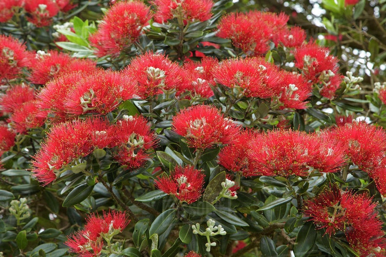 New Zealand Christmas Tree Metrosideros Excelsa 100 seeds Same Day Dispatch image 3